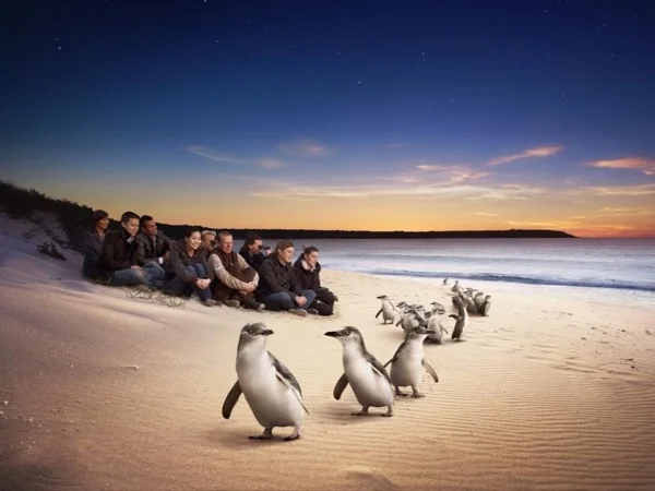 Full-Day Private Australian Wildlife Tour of Phillip Island with a friendly guide