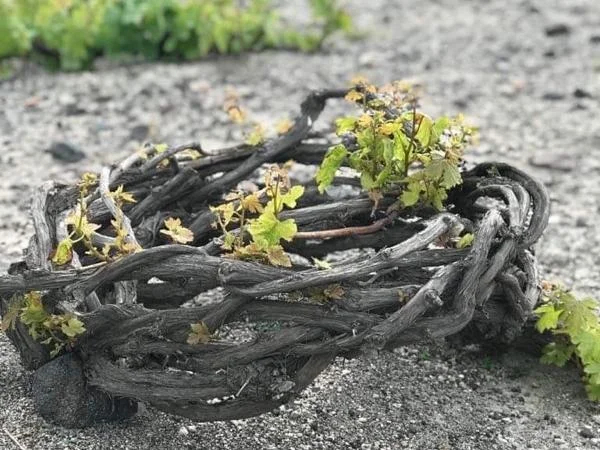 Santorini - Wine tasting in 3 wineries