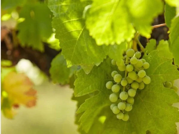 Vinho Verde Treasures in the Heart of Minho - Full Day Private Tour