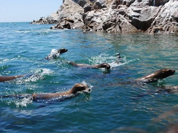 Bird island tour - Full Day