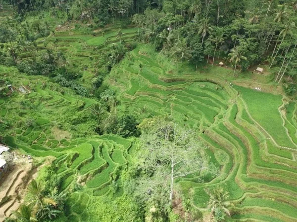 Beautiful Culture And The Scenic Greenery