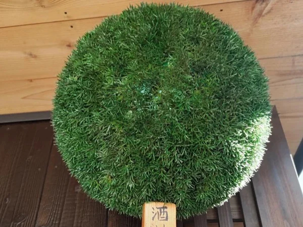 Saijo Sake Tasting tour