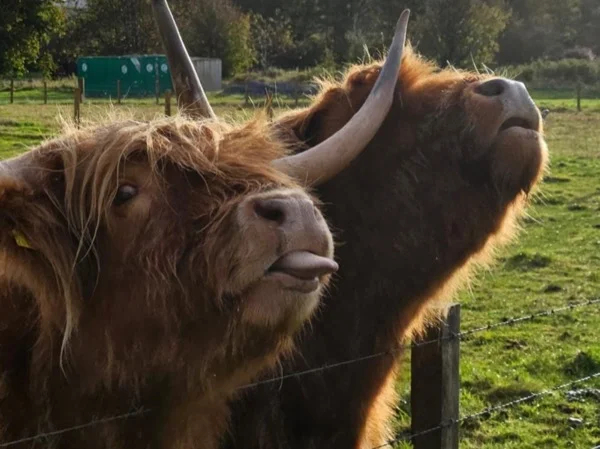 Private Tour of Inverness, Culloden Battlefield & Loch Ness