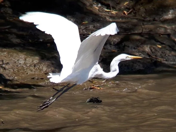 Cipancí Wildlife Refuge Boat Tour & Pottery Show - Full Day - Guanacaste-Costa Rica.