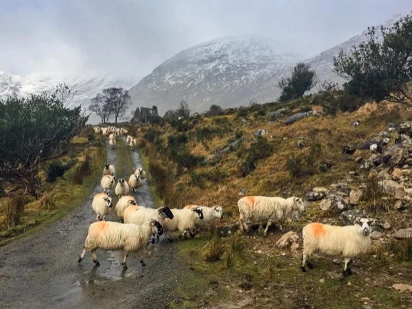 Scenic Photo Tour of Killarney and the Reeks