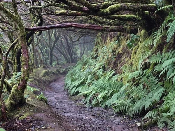Half Day Hiking Tour in Anaga, Tenerife