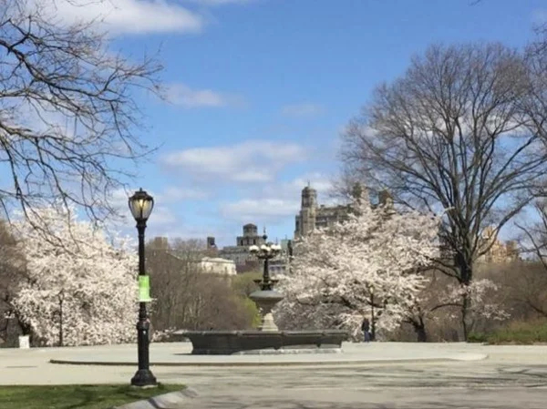 Central Park: Express Insider Tour of NYC's Emerald Gem