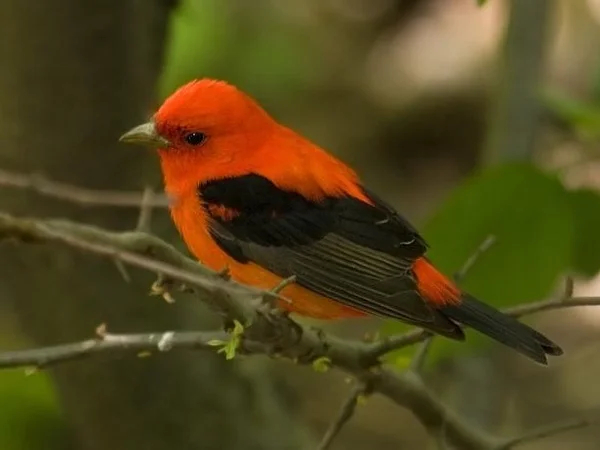 Birdwatching in Central Park