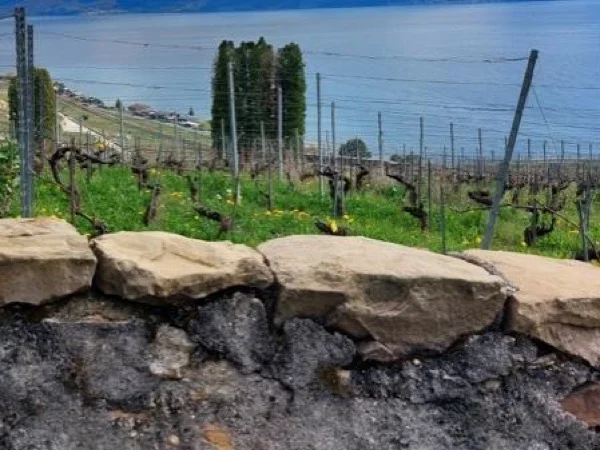 Charlie Chaplin's Museum and Swiss Wine discovery from Geneva - Full Day