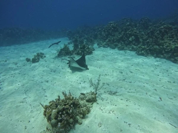 Two-Stop Snorkel Tour |Blue Channel & El Aguario Shore Excursion
