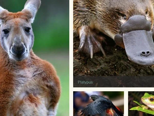 Dandenong Mountains, Yarra Valley farming region and Healsville Sanctuary wildlife park (Private Tour)