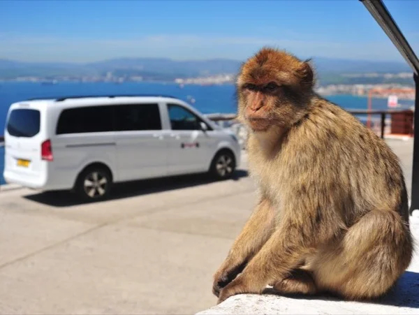 Gibraltar Ultimate Full Day Tour 7hrs