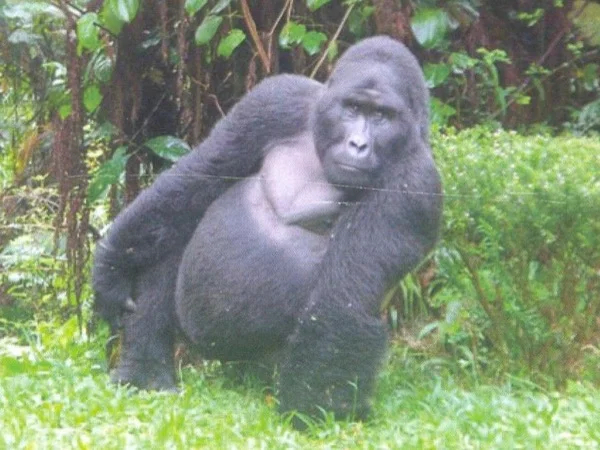 Half day Chimpanzee Sanctuary Tour in Uganda