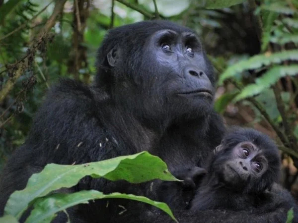 Primates Adventure Safari