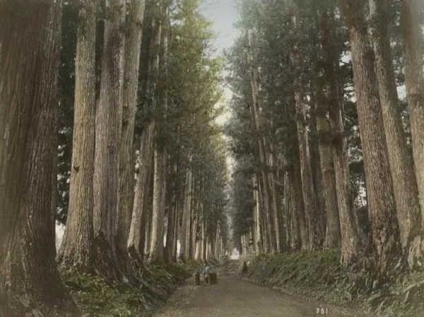 Nikko Kaido Historic Road & Suginamiki