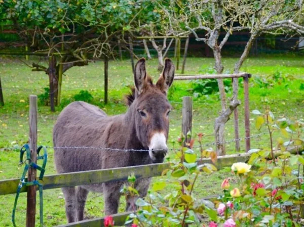 Off-the-Beaten Path tour to Beara Peninsula