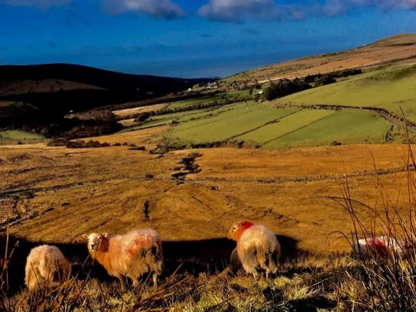 Dingle and Slea Head Drive.
