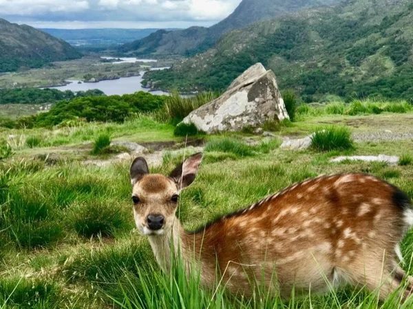 Killarney National Park & Kenmare Town