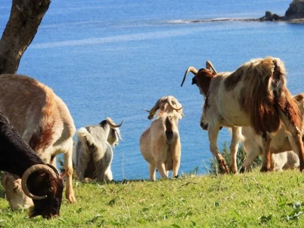 The Akamas Peninsula - Full Day trip from Limassol - Private Tour
