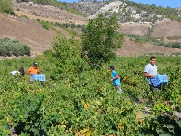 The Paphos Wine Route - Full Day tour from Paphos