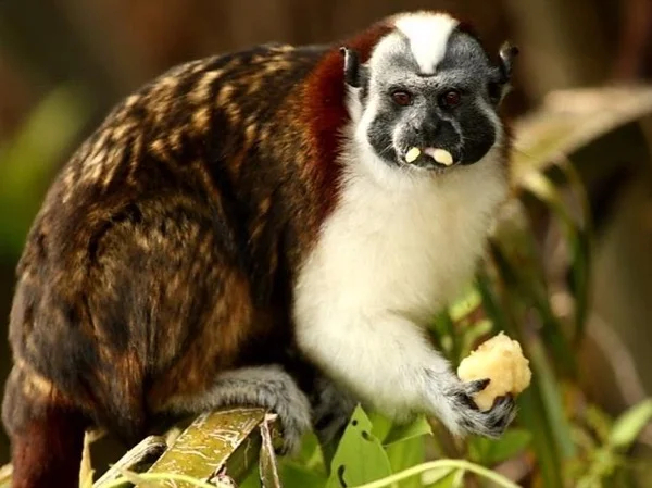 Gatun Lake Expedition and Hiking at the Rainforest