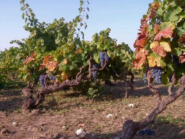 A Half Day Tour in Manduria: Flavors, Nature and Culture