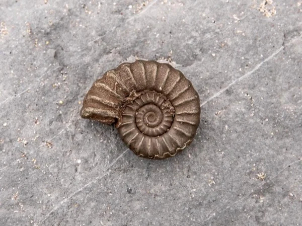 The Jurassic Coast and Fossil Hunting Tour