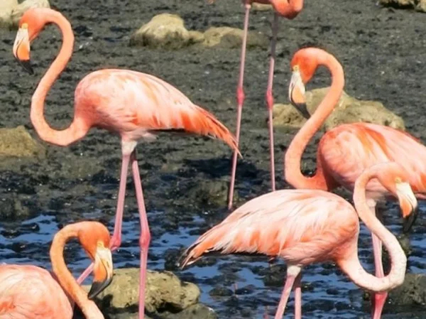 Private Group tour of Bonaire