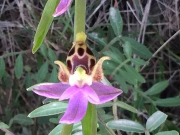 Aegina's Wild Flower discovery Half day tour
