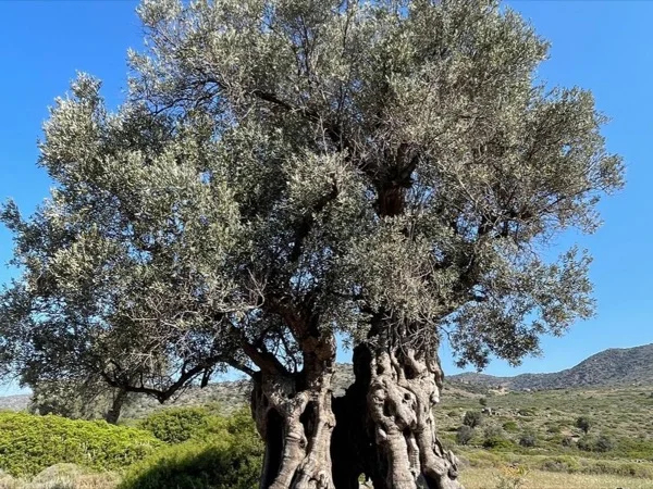 Olive Picking Half Day Tour in Aegina