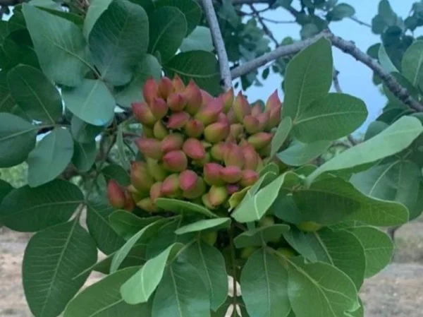 Aegina organic pistachio tour