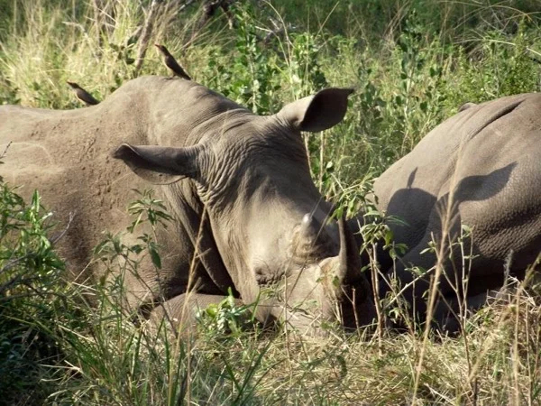 Hluhluwe Imfolozi Game Reserve Private Day Tour
