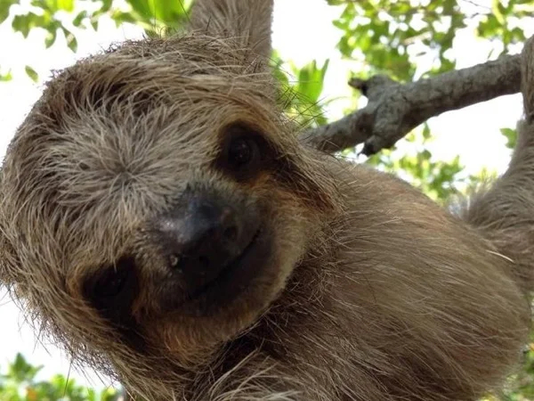 Daniel Johnson's Monkey and Sloth Hang Out Private Tour