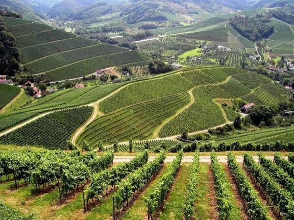Tour the beautiful Baden wine region of South Germany.
