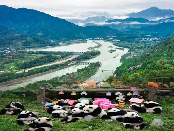 Dujiangyan Panda Park & Irrigation System Private Day Tour