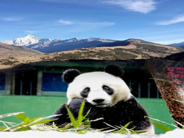 Mt. Siguniang+Wolong panda base 2 days private tour 2023