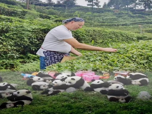Panda and Green Tea Making tour