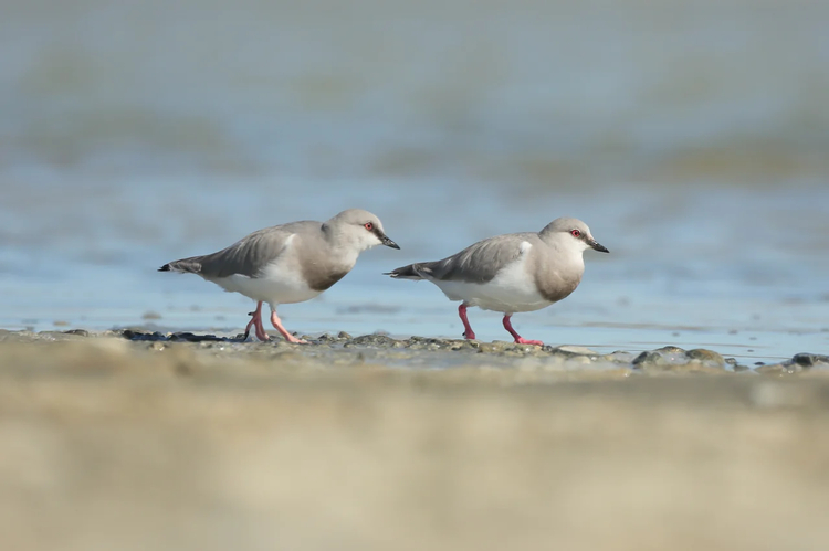 Cover media image