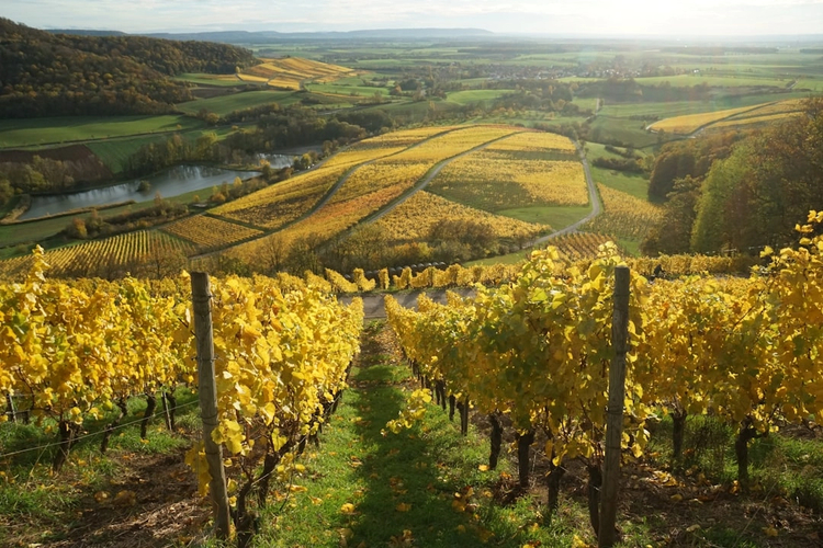 Classic Saint-Emilion Wine: Day Trip with Private Vehicle from Bordeaux