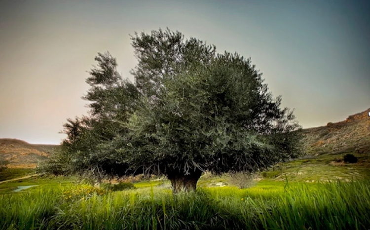 Cover media image