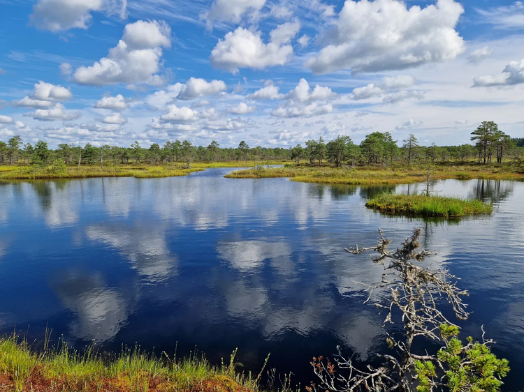 Cover media image