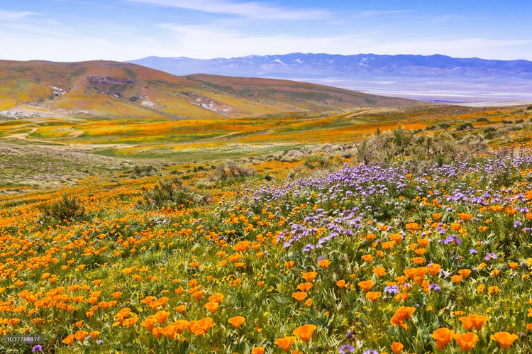 Cover media image