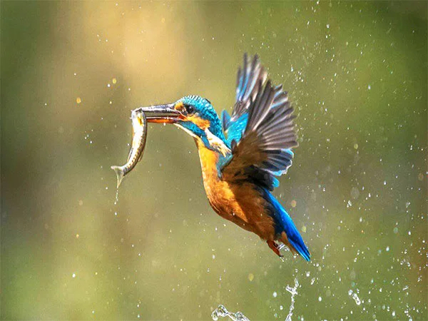Cover media image