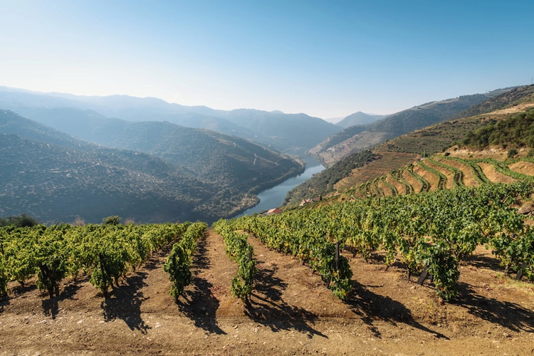 Classic Douro Valley Wine: Day Trip with Private Vehicle from Porto
