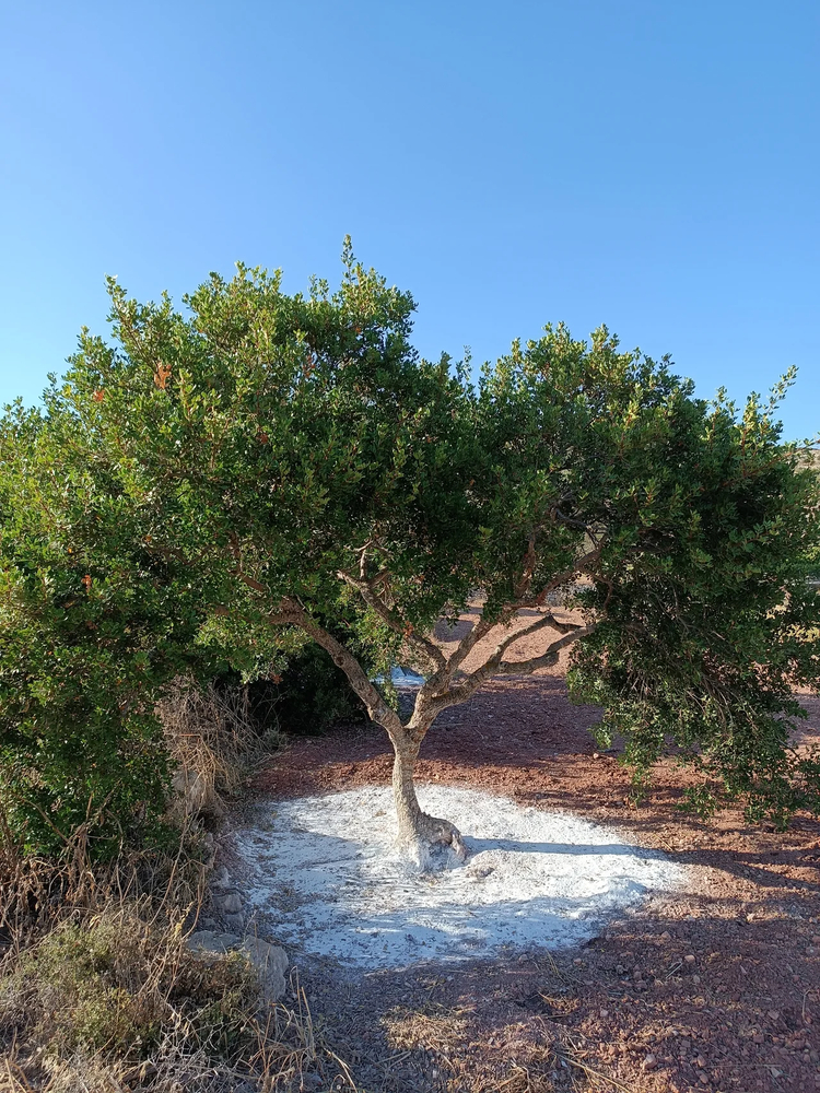 Cover media image