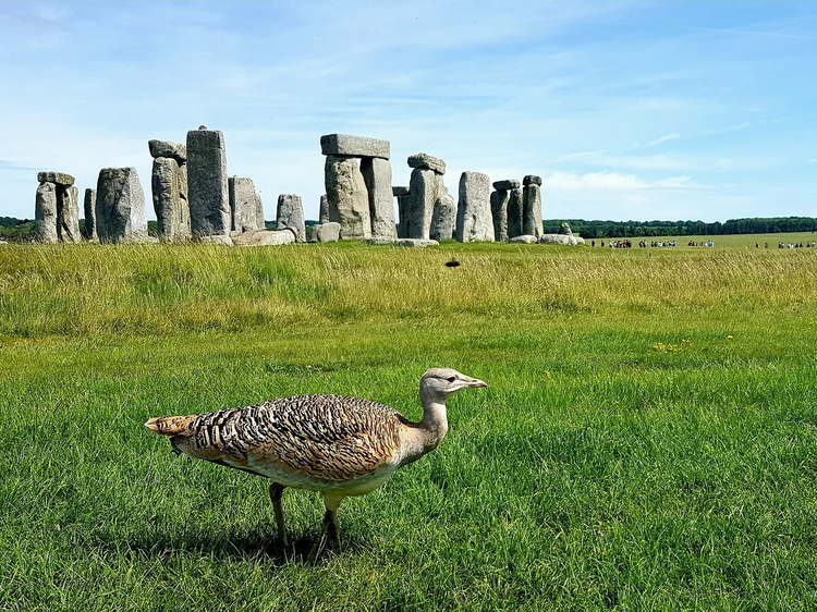 Cover media image