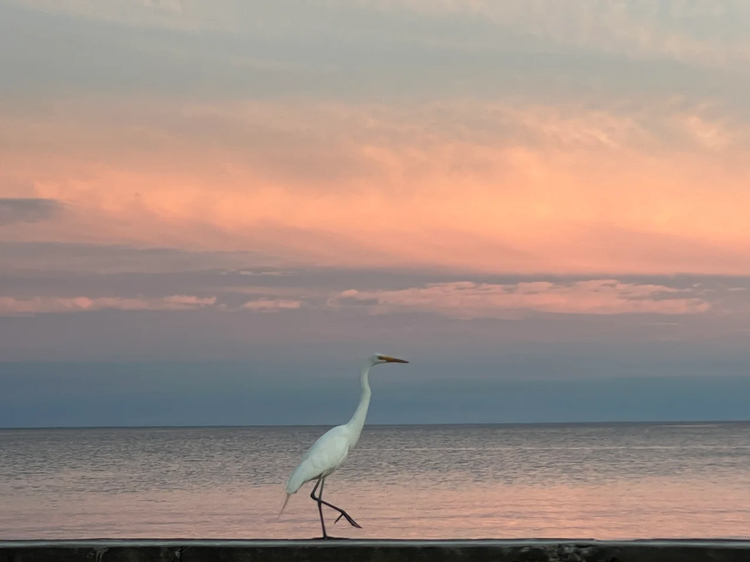 Cover media image