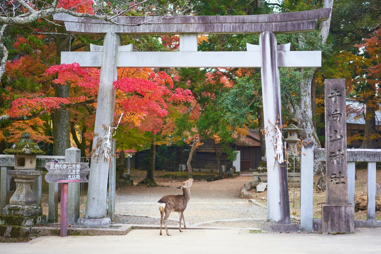 Classic Nara and the Deer Park: Day Trip with Private Vehicle from Kyoto