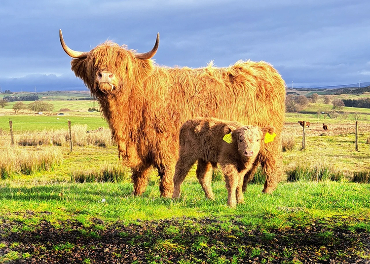 Cover media image