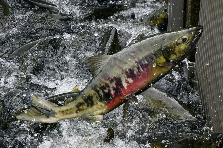 Cover media image